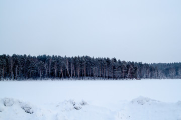 Forest in winter field