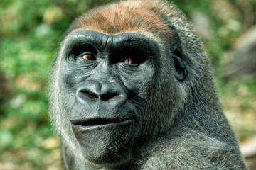 Gorilla 