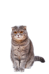 The gray Scottish Fold cat sits.