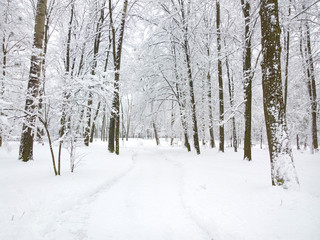 Winter in birch forest.