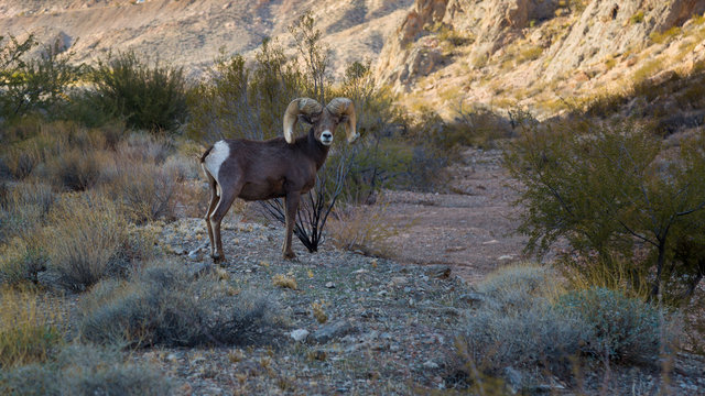 Big Horn Sheep in Valley of Fire State Park