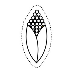 corn vegetable isolated icon vector illustration design