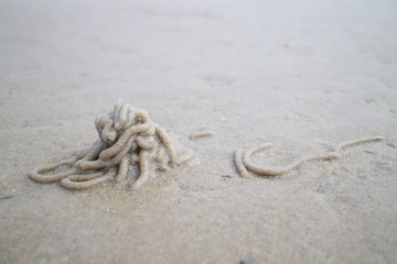 Spaghetti heap of sandworm (Arenicola marina) seen in tideland of ocean. 