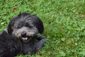 Schwarzer kleiner Hund