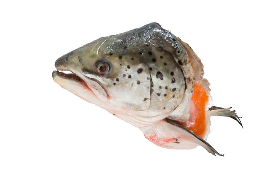 cut salmon head on isolated white background