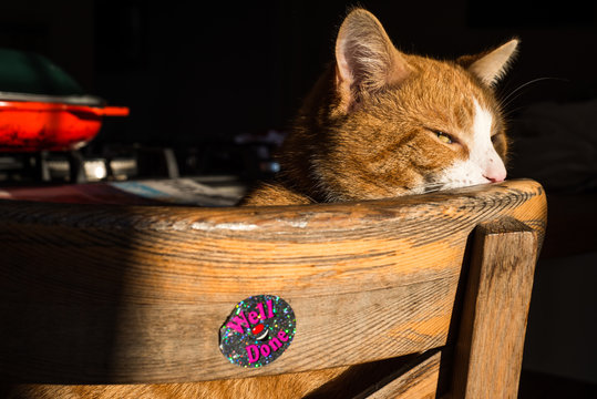 Cat relaxing on wooden chair