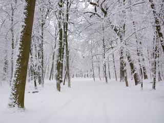 Winter in birch forest.