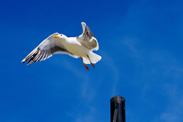California Seagull © Diego_Camargo_Photo