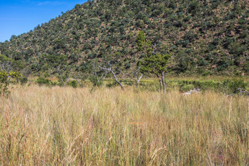 Welgevonden Game Reserve is Located within the Waterberg Mountains in Limpopo South Africa