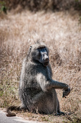 babbuino seduto al kruger park