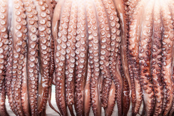 Row of hanging squid tentacles, close-up, Korea