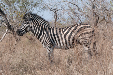 Fototapeta na wymiar zebra in savana kruger park