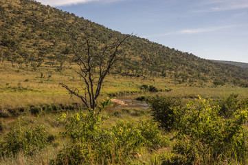 Welgevonden Game Reserve is Located within the Waterberg Mountains in Limpopo South Africa