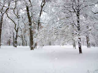 Fototapeta na wymiar Winter in birch forest.