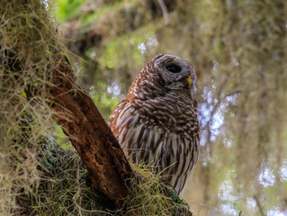 BARRED OWL
