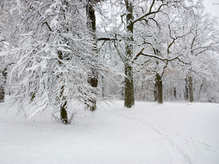Winter in birch forest.