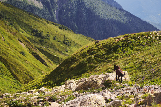 Horse on rocky outcrop, Ushba Mountain, Caucasus, Svaneti, Georgia, USA