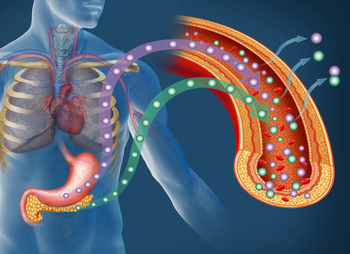 La glucosa y la insulina en la diabetes