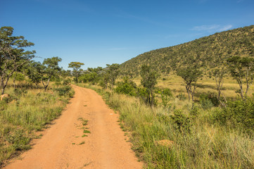Fototapeta na wymiar Welgevonden Game Reserve is Located within the Waterberg Mountains in Limpopo South Africa
