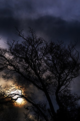 Naklejka premium Arbre nu et pleine lune