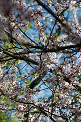 Cerisier en fleur - Hanami