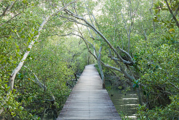 Mangrove Passage