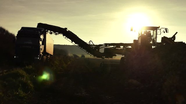 r&eacute;colte bdes betteraves