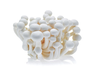 Shimeji mushroom, White beech mushrooms (Edible mushroom) isolat