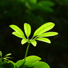 New buds of green leaves as abstract background