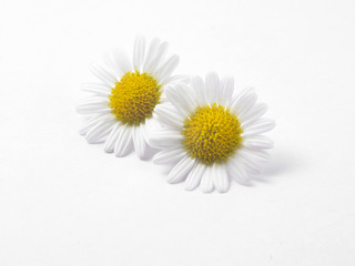 Fototapeta na wymiar daisy flower