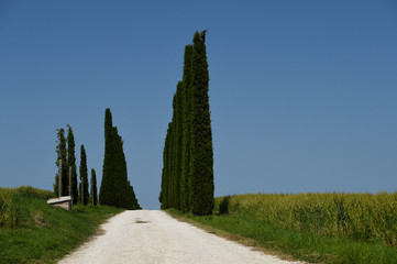 Strada alberata