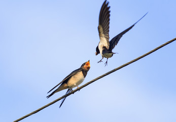 bird swallow feeds its Chicks on wires on blue sky background

