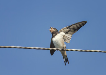 little chick swallows sitting with open beak and flapping it's funny on the wires

