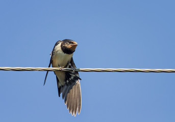 little chick swallows sitting with open beak and flapping it's funny on the wires
