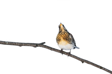 bird thrush on a branch on white isolated background
