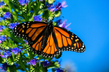 Monarch Butterfly