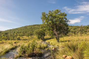 Fototapeta premium Welgevonden Game Reserve is Located within the Waterberg Mountains in Limpopo South Africa