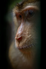 mammalia monkey
