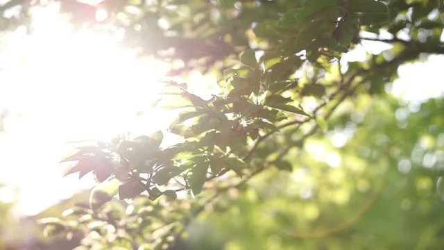 Shot of a nature scenic in summer, slow motion