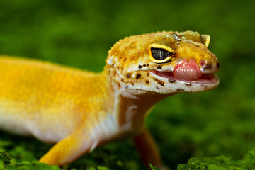 Leopard Gecko