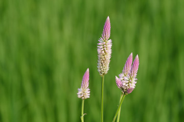 Pink Flowers In Bloom