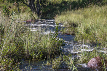 Welgevonden Game Reserve is Located within the Waterberg Mountains in Limpopo South Africa