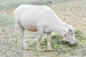 Obraz na płótnie Canvas albino buffalo, buffalo in the field