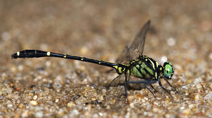 Dragonfly/Dragonflies of Thailand/Burmagomphus divaricatus/Dragonfly rest on sand