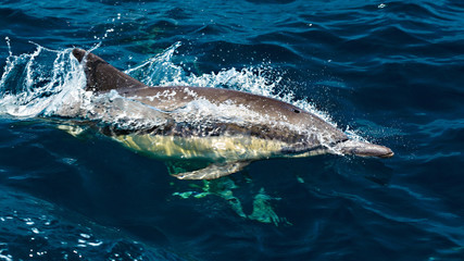 Bottle-nose Dolphin © Diego_Camargo_Photo