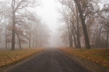 Obraz premium Autumn in the forest.