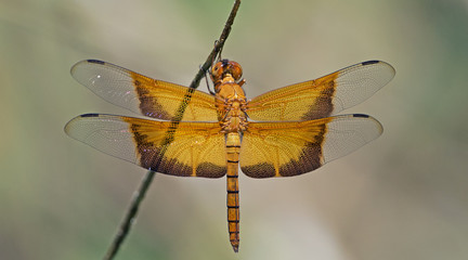 Dragonfly/Dragonflies of Thailand/Camacinia gigantea/Dragonfly rest on twigs