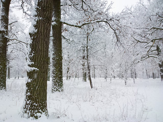Winter in forest.