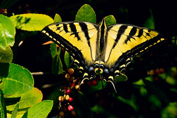 Western Tiger Swallowtail