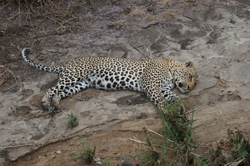 Fototapeta na wymiar Leopard on sand river
